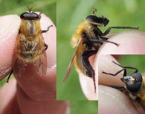 Réf. 232 523 : Criorhina berberina
